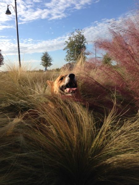 Two Buck Chuck loves to pay hide and seek. Shhhhh nobody can see him. 