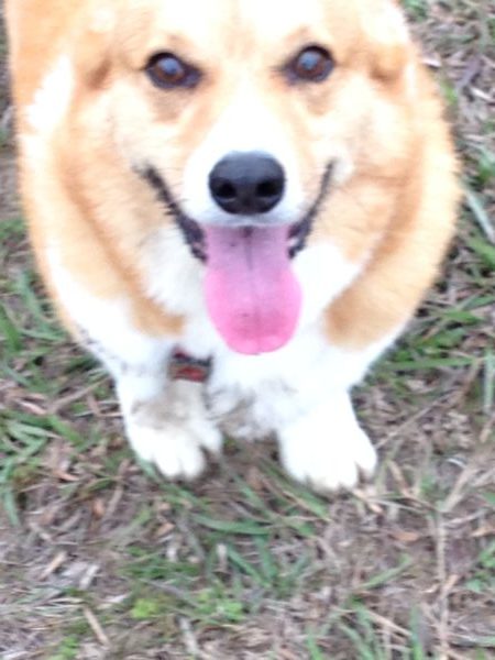 Louie Jack
