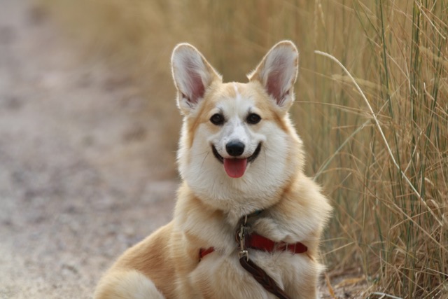 Shasta is ready to get this paw-ty started. 