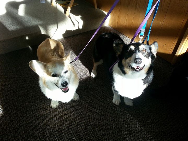 Bodie and Jasper are smiling because they have just been blessed at an annual Blessing of the Animals church service. Nine year-old Bodie and 12-13 year-old Jasper are rescues who joined their adoptive family in the last two years. Says Mom, "we can't imagine life without our mature little gentlemen."