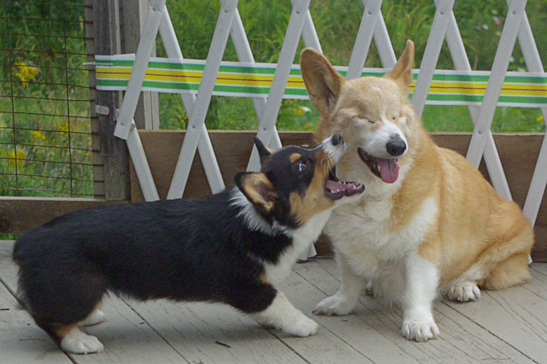 Tango and Kiri