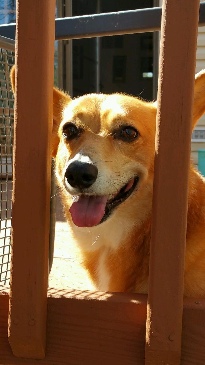 Daisy