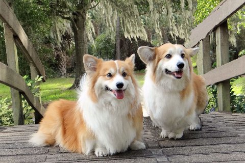 Sparky and Bella