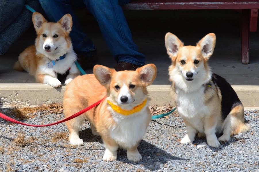 At the 2016 PWCCP Corgi Fun Fair in Maryland: Tri-color Nicki, Turner (wearing the Hawaiian lei because he won his Canine Good Citizen award at just a year old), and Nick's grandpuppy Nola, who loves being a dog-about-town in DC.