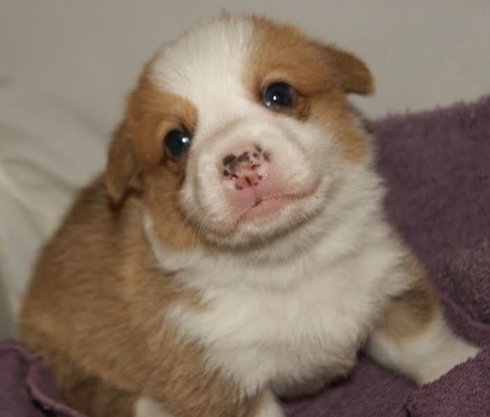 Baxter