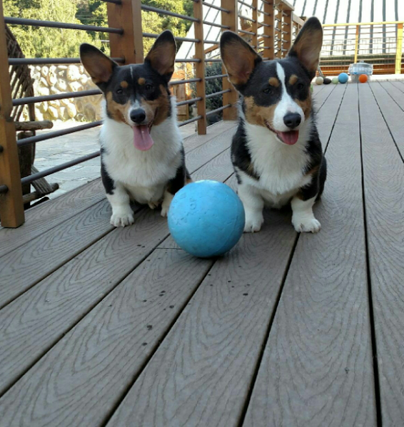 Bella and Buster