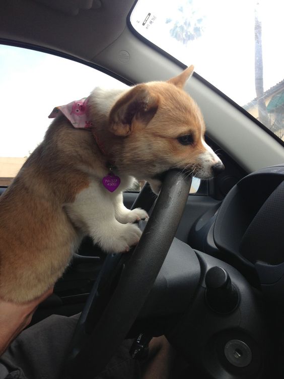 CorgiAddict.com