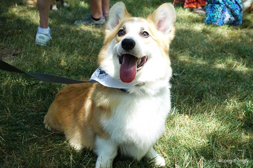 Facebook/Corgi Things: http://bit.ly/28WLilG