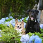 Come and Get Your 30 Corgi Smiles!