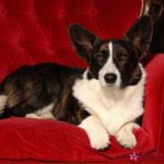 Throwback Thursday: Dashing Duncan of Hungary!