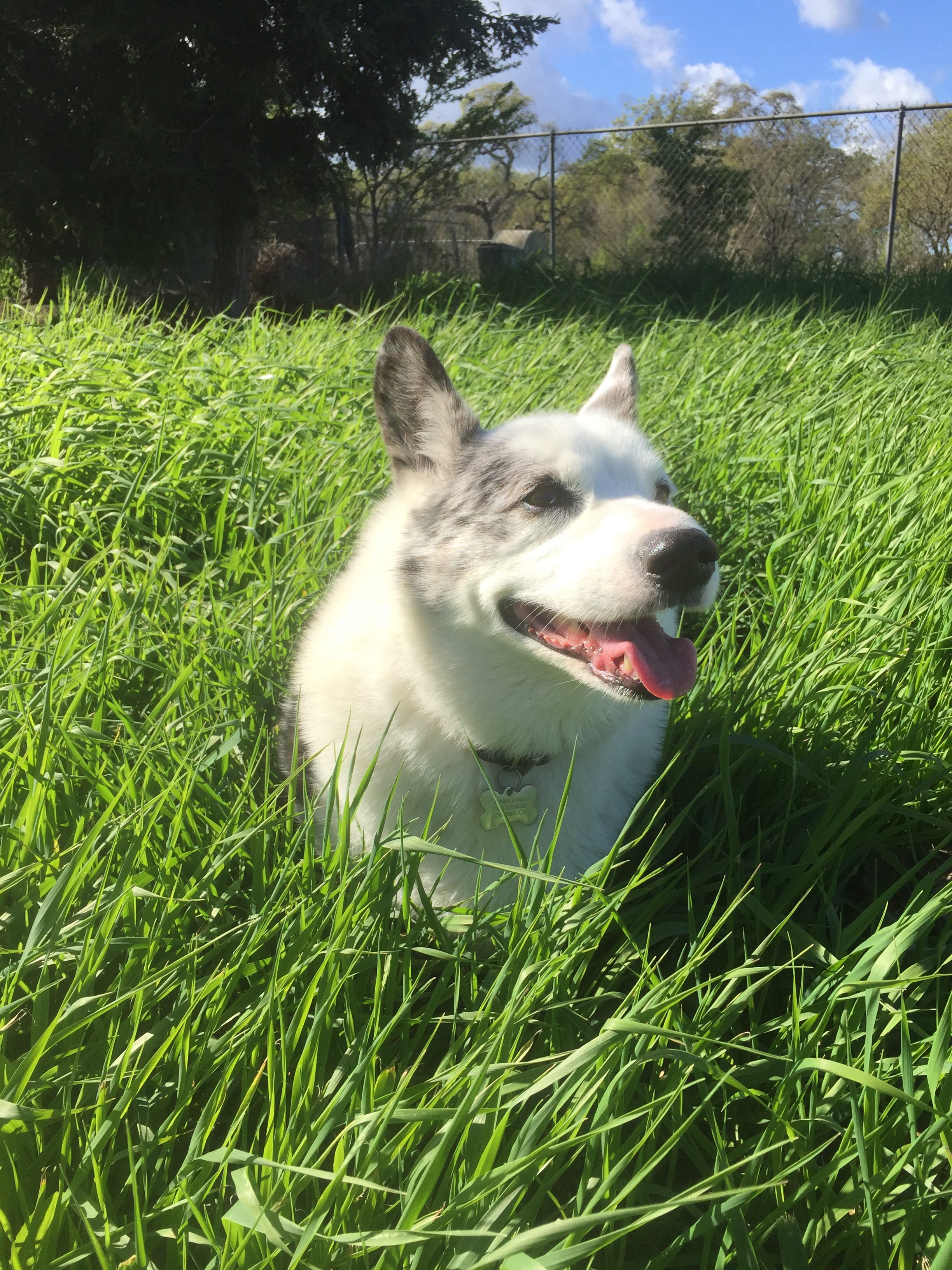 Penny Lane enjoying the afternoon sun at Felder Farm.
