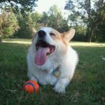 Monday’s Mugs: 16 Smiles and a Cheesy Pirate Corgi!