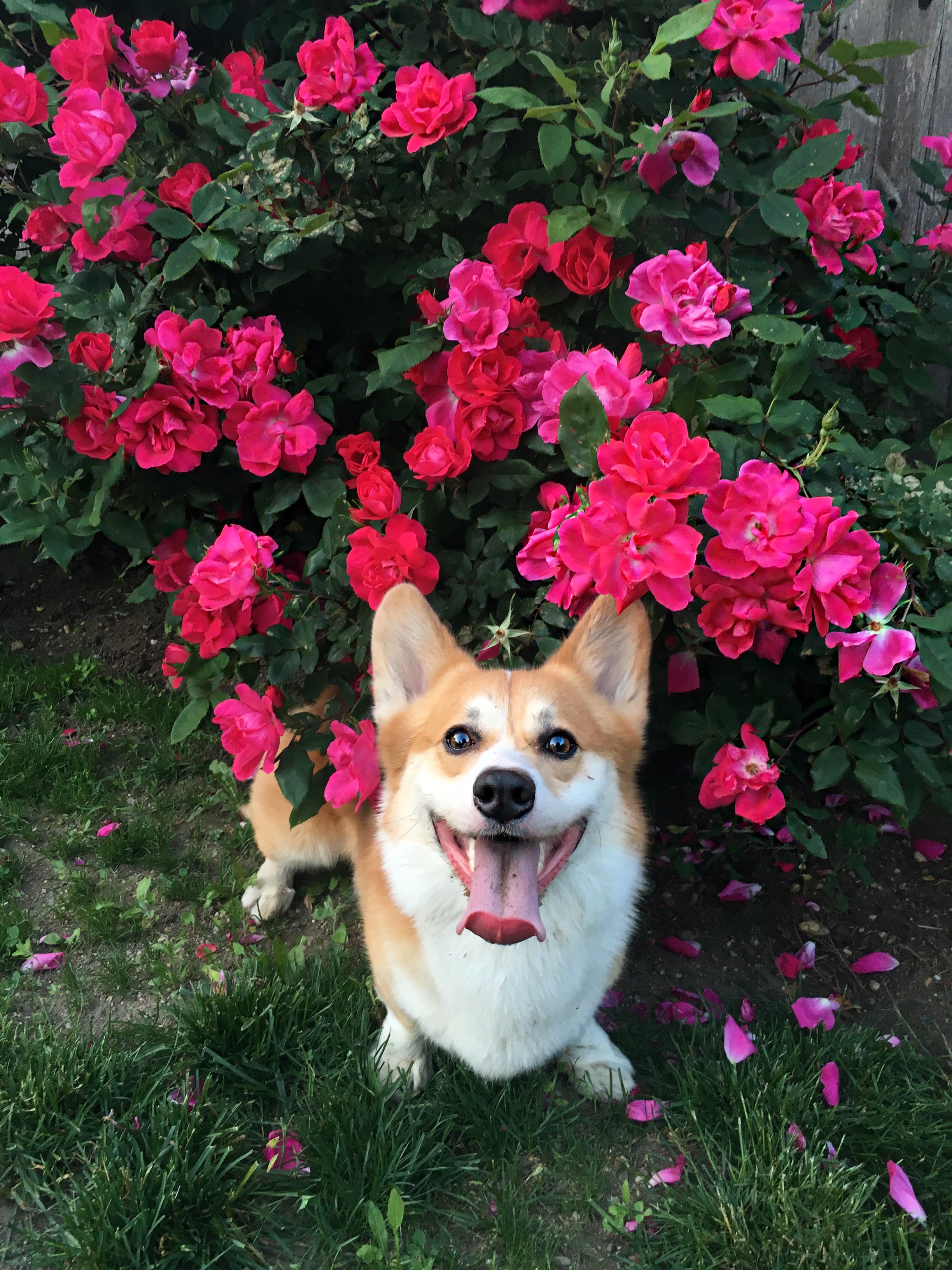 Max TheCorgs