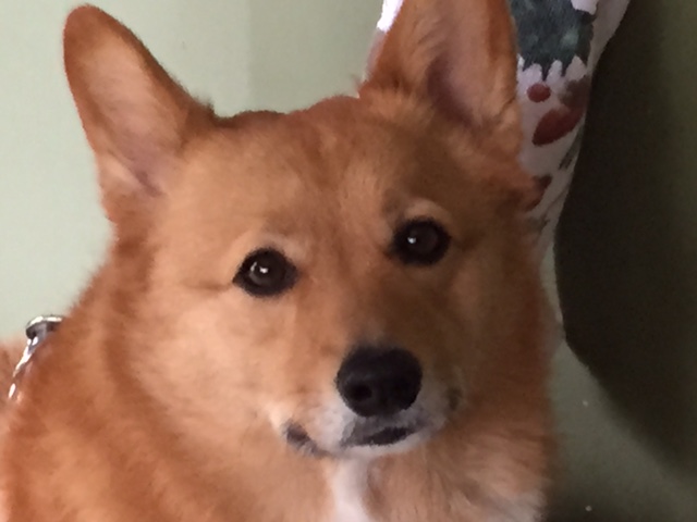 Bear