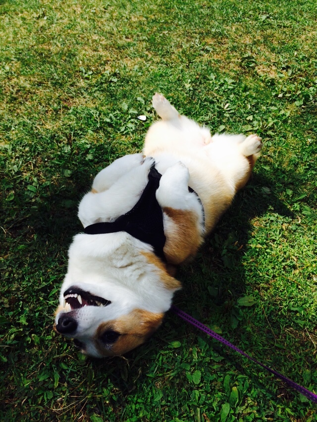 Della "miss prissy butt" gets her lawn party on. 