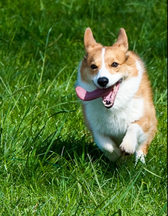 Vinnie and his Tongue of Tongues, clearly deserving of equal billing. Just look at it! 