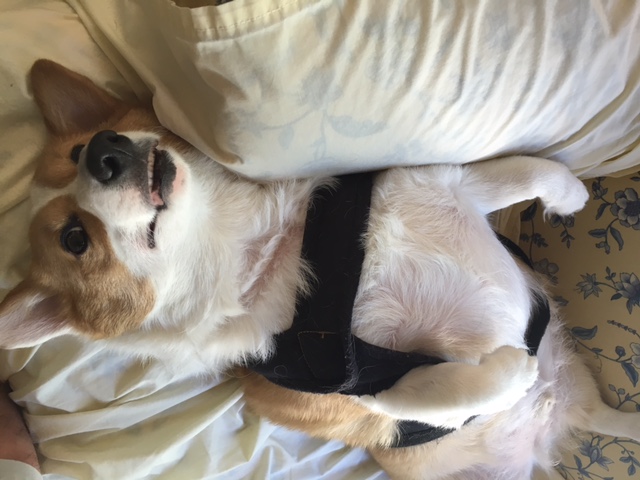 Louie
