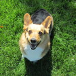 Friday Finale: Two Dozen More Corgi Grins!