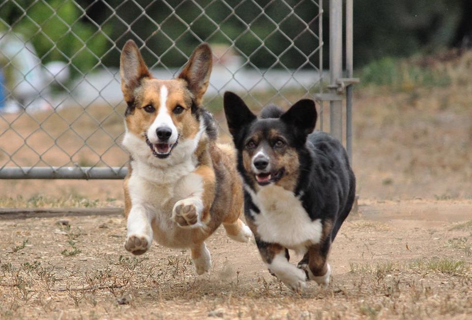 Oliver and Velvet-Paulette, giving chase to chickens.