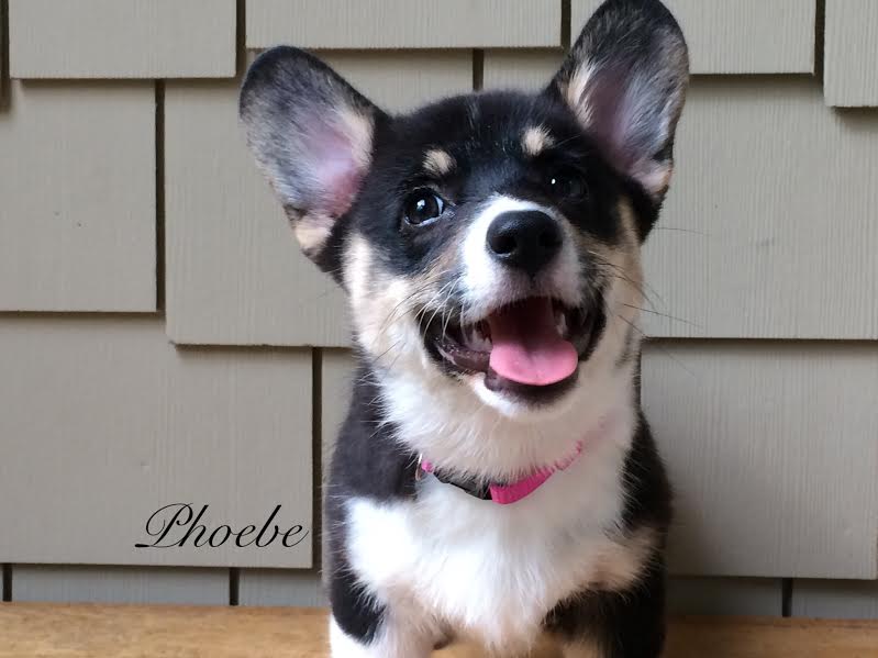 Phoebe