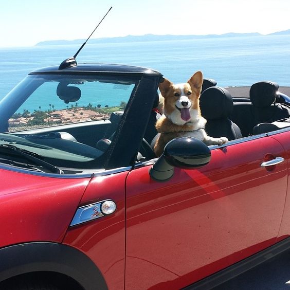 CorgiAddict.com