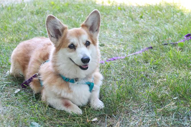 Fourteen year-old Eppy showed 'em how it's done in the obedience demo.