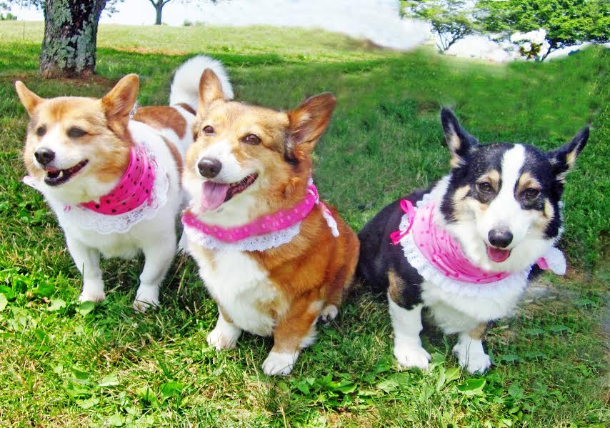 Noelle Marie, Maddie, and Mysti, grinning like little possums in Tennessee.