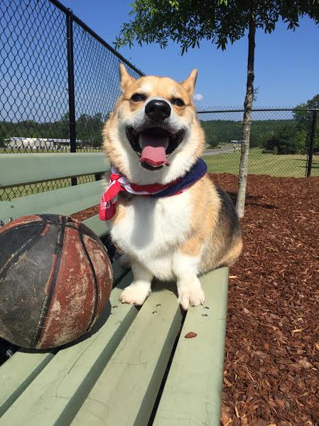Tommy of Birmingham, Alabama. Smiling with his old nasty basketball that only a corgi could love.