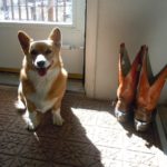 11 Grinning Corgis + 3 Happy Humans!