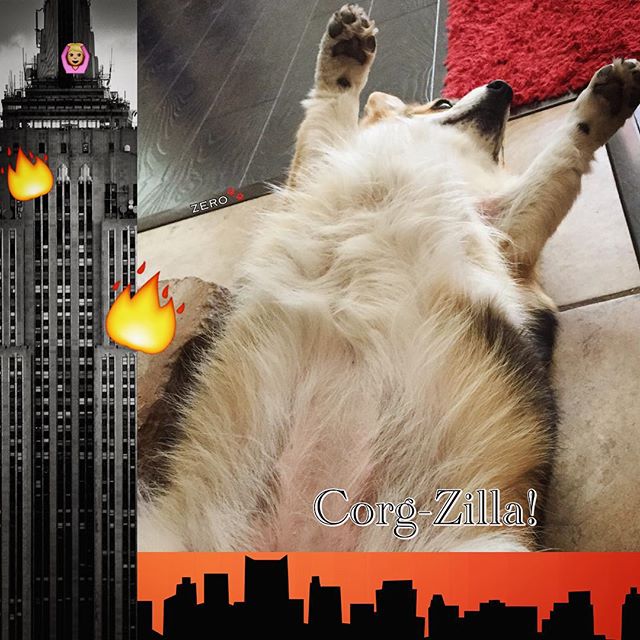 Instagram / @corgi_zero