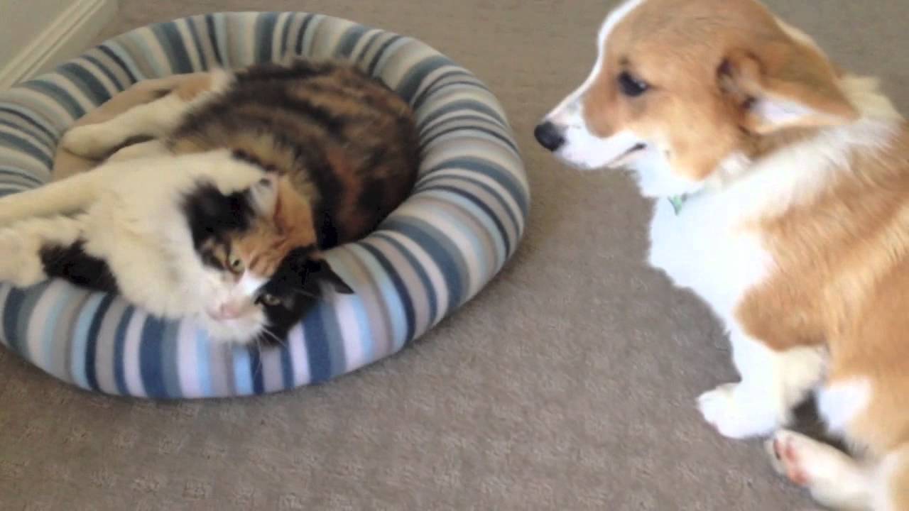 Basil and Pudda (YouTube)