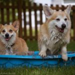 Mirth, Merry Legs and Many Happy Returns: The 2016 Philly Corgi Picnic!