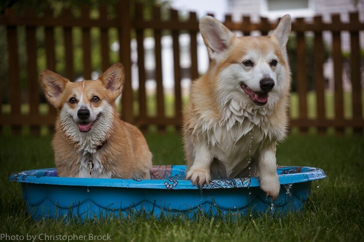 Bob Corgi and Lola