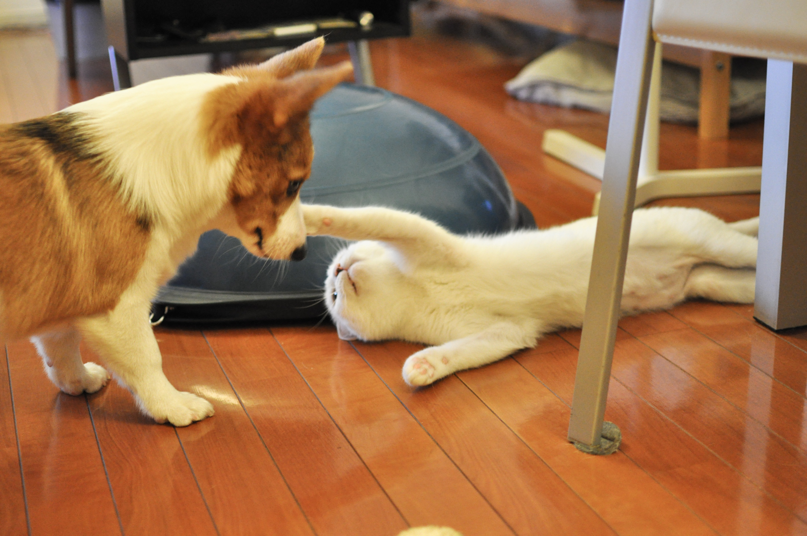 Catsnap
