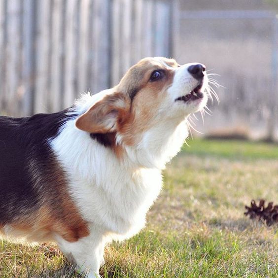 Instagram/@BowieTheCorgi