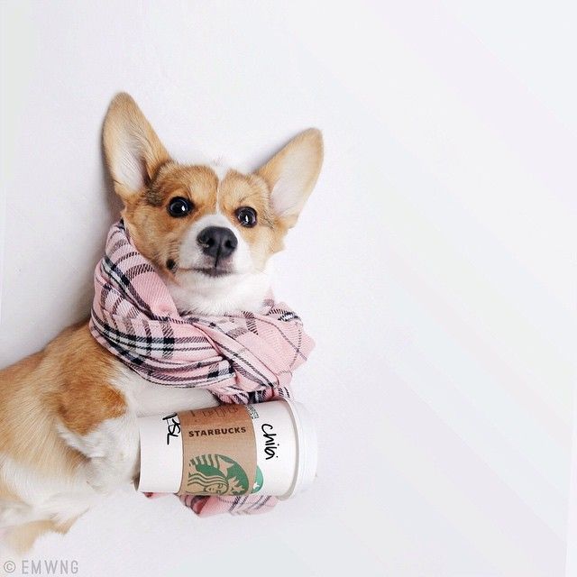 https://www.pinterest.com/pin/239746380140471513/