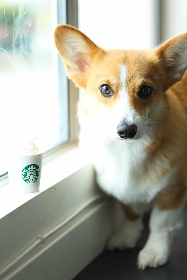 http://damndelicious.net/2015/09/15/healthy-pumpkin-puppuccinos/