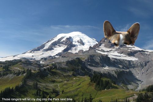 CorgiAddict.com