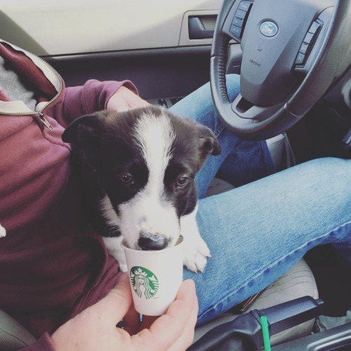 http://halboor.com/puppuccino