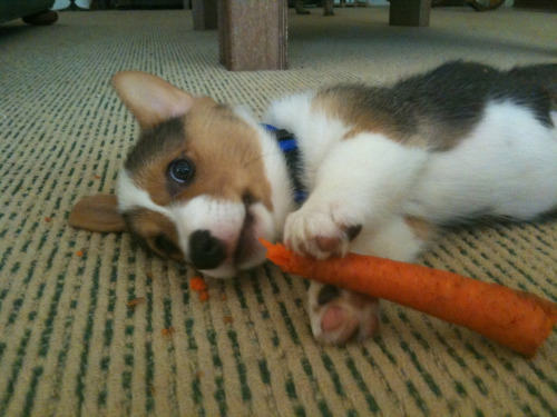 CorgiAddict.com