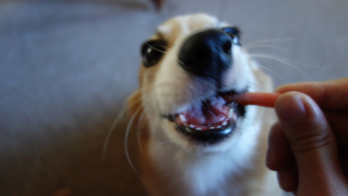 Tumblr/OmeletteTheCorgi