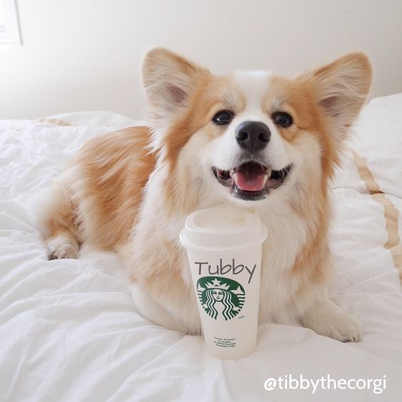 @tibbythecorgi