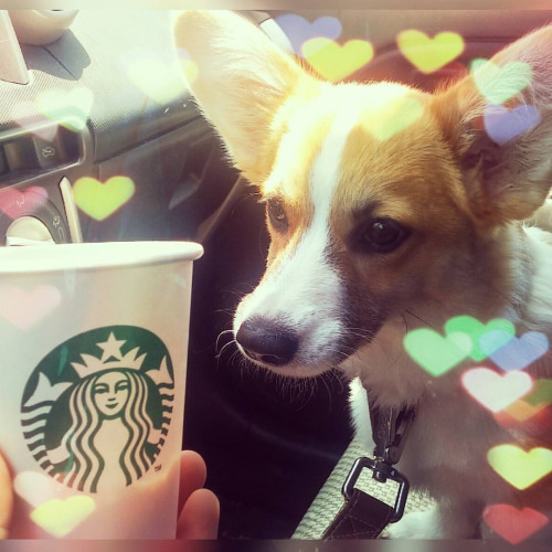 @ripley.corgi