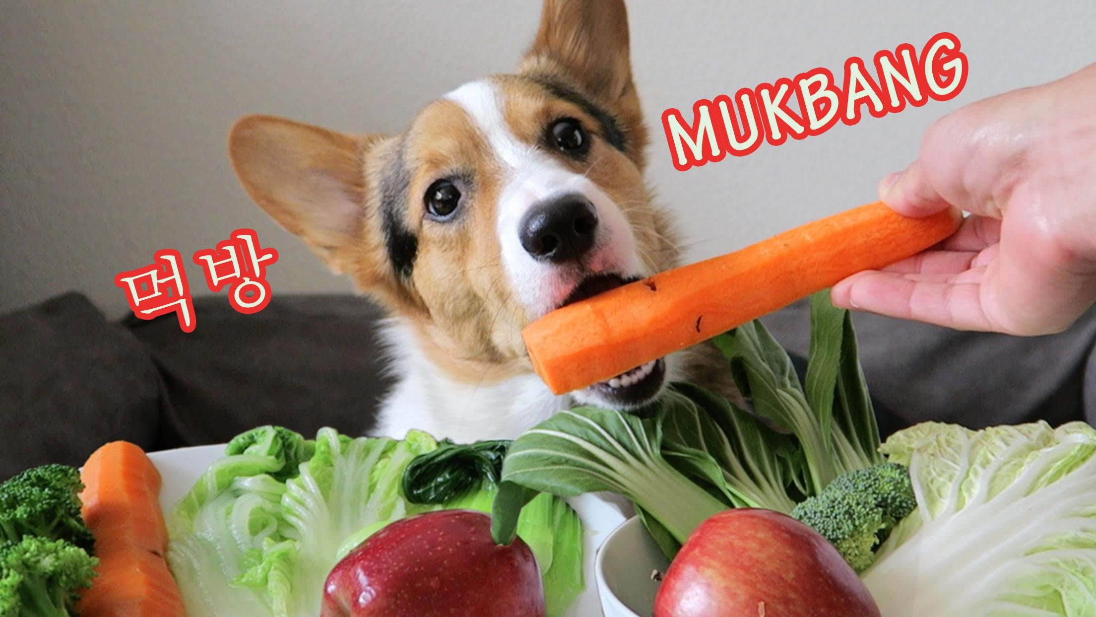 MyDogQuerido.com
