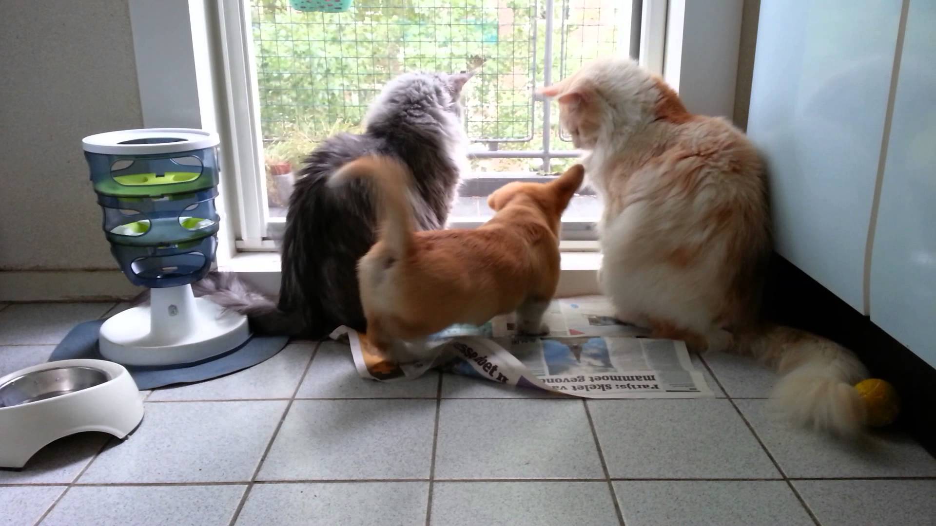 corgcatss