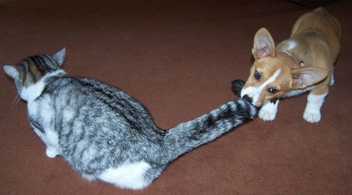 CorgiAddict.com