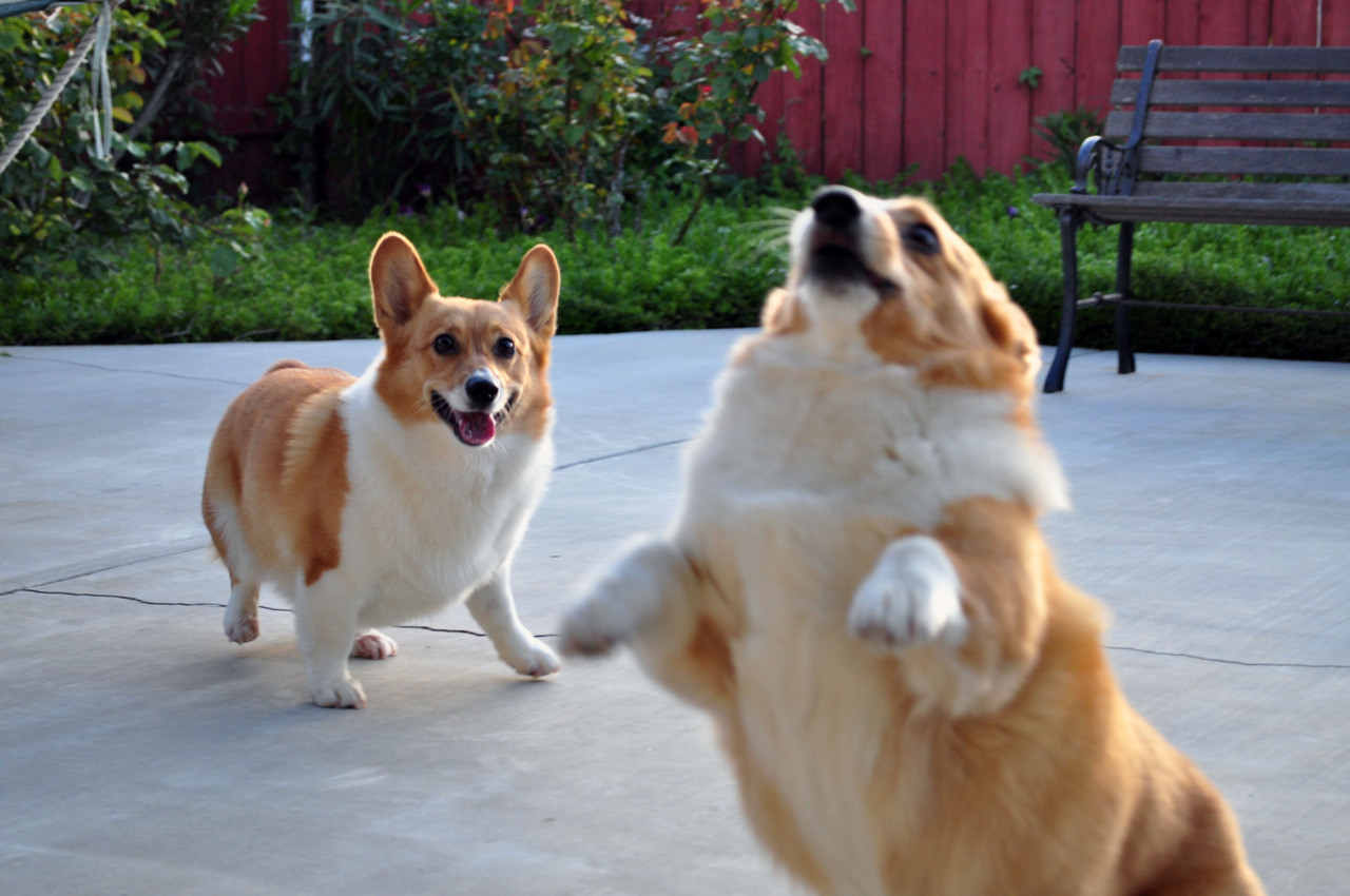 corgfly