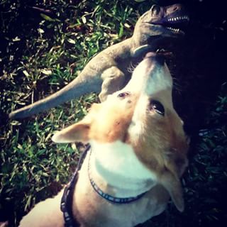Fear no dino! #reptilesnack #lizardlunch (Instagram/@tingtingting324)