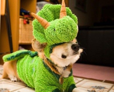 TheDogHome.com