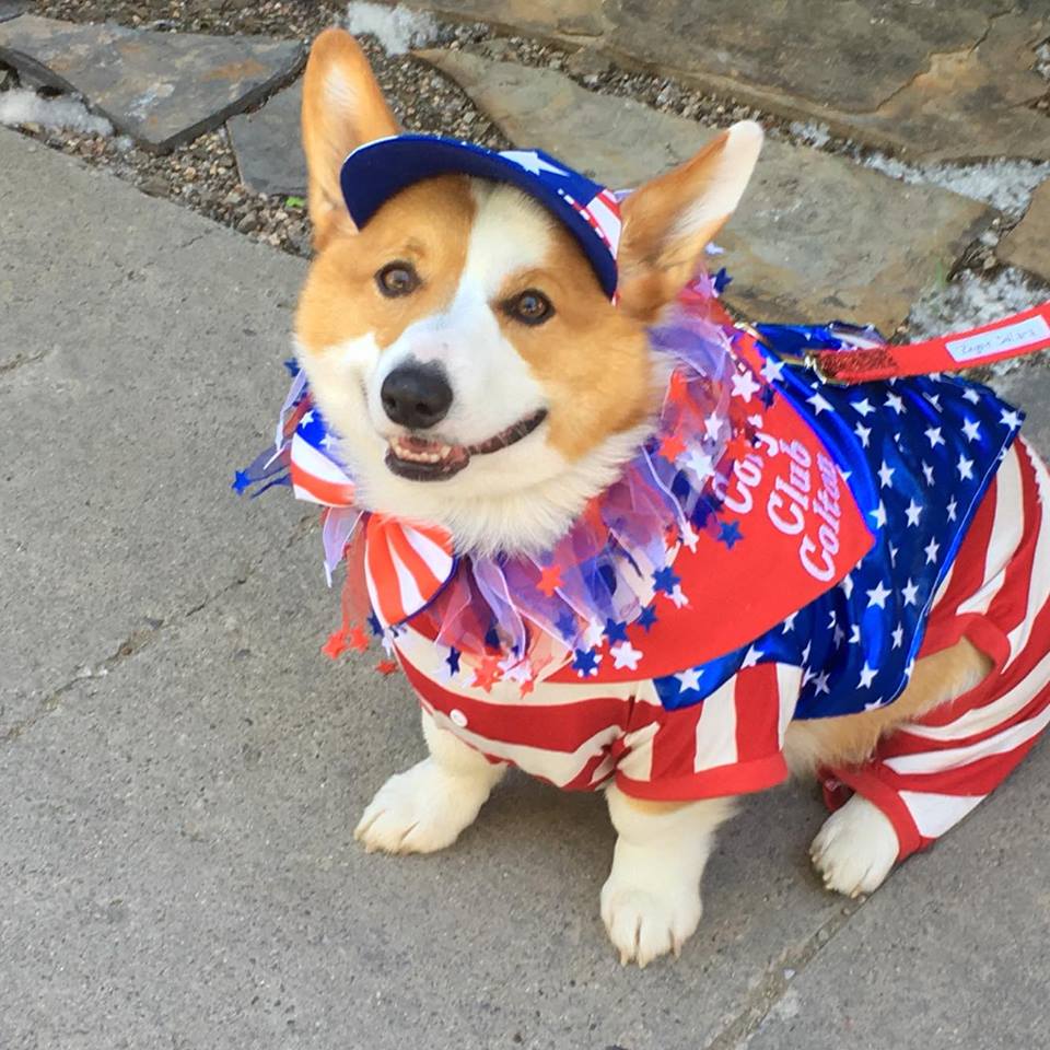 Corgi Club participated in the Telluride Town Parade in Colorado. Photo: Ginger Sirin